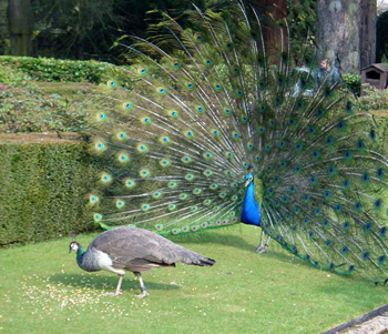 Male and female peacock