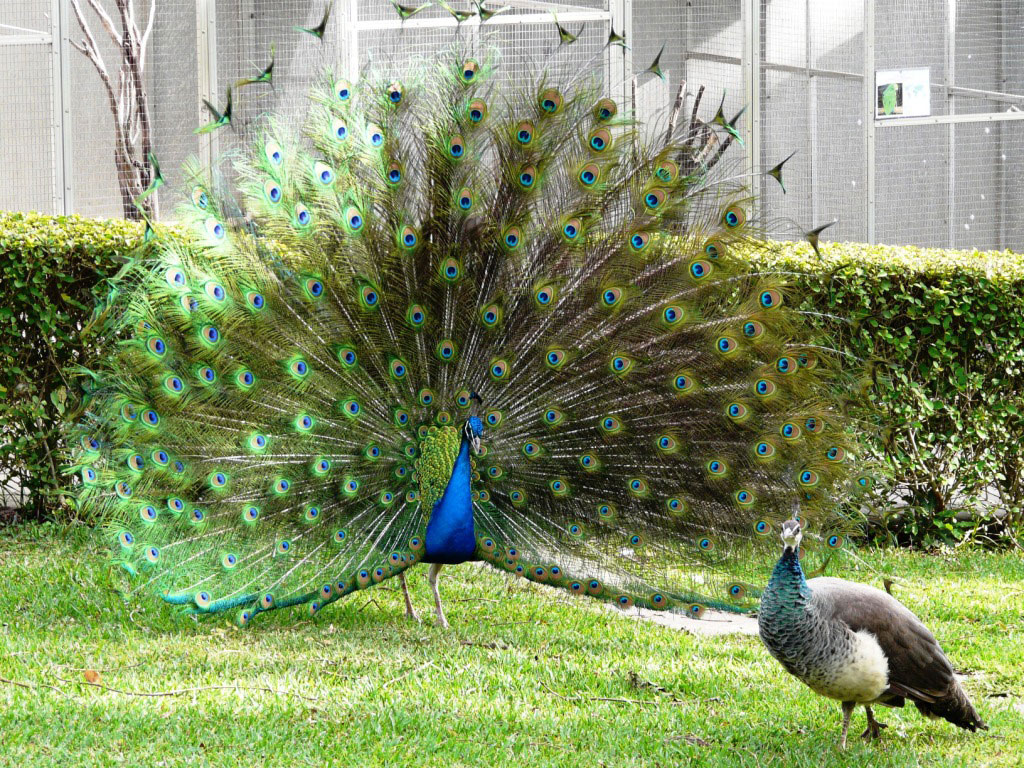 Male peacock displaying pumage