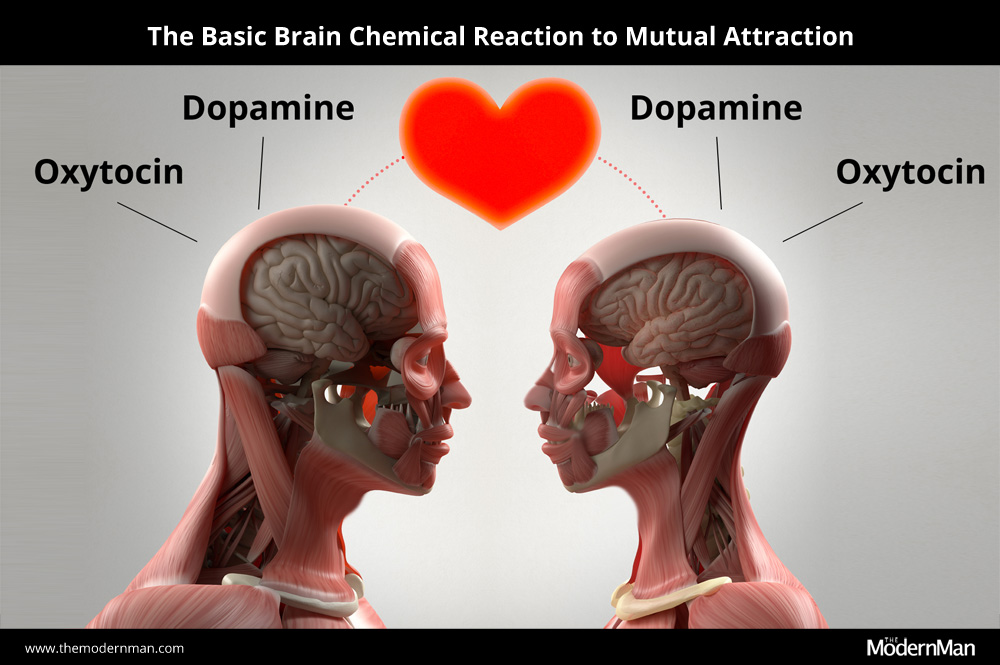 The basic brain chemical reaction to mutual attraction