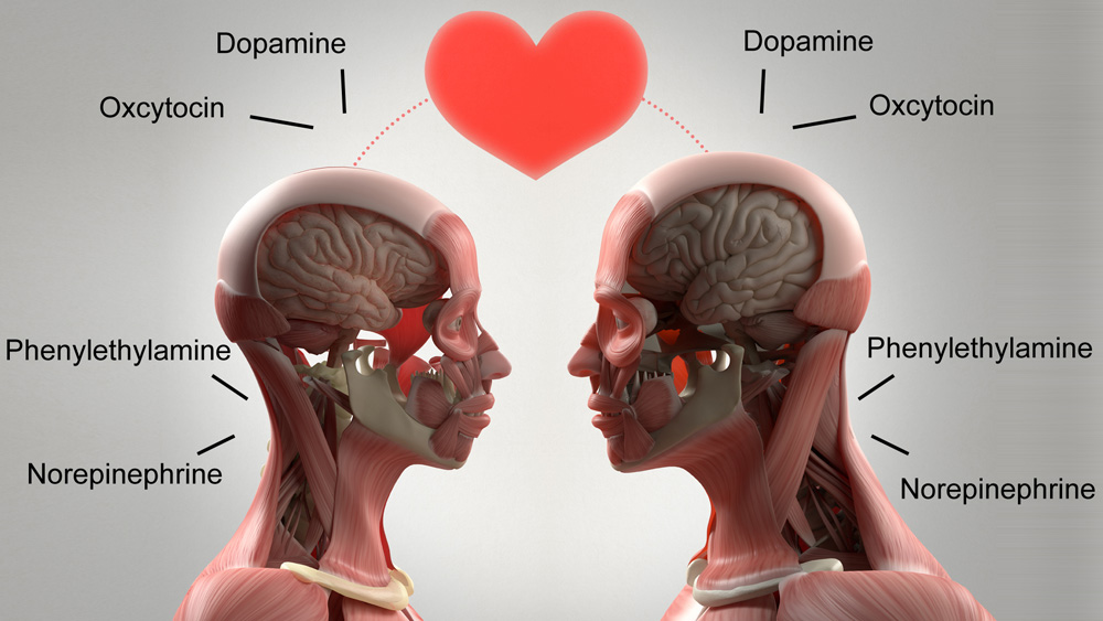 Love and lust chemicals released into the brain