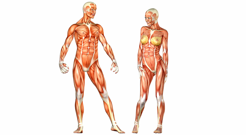 Male and female bodies are very similar