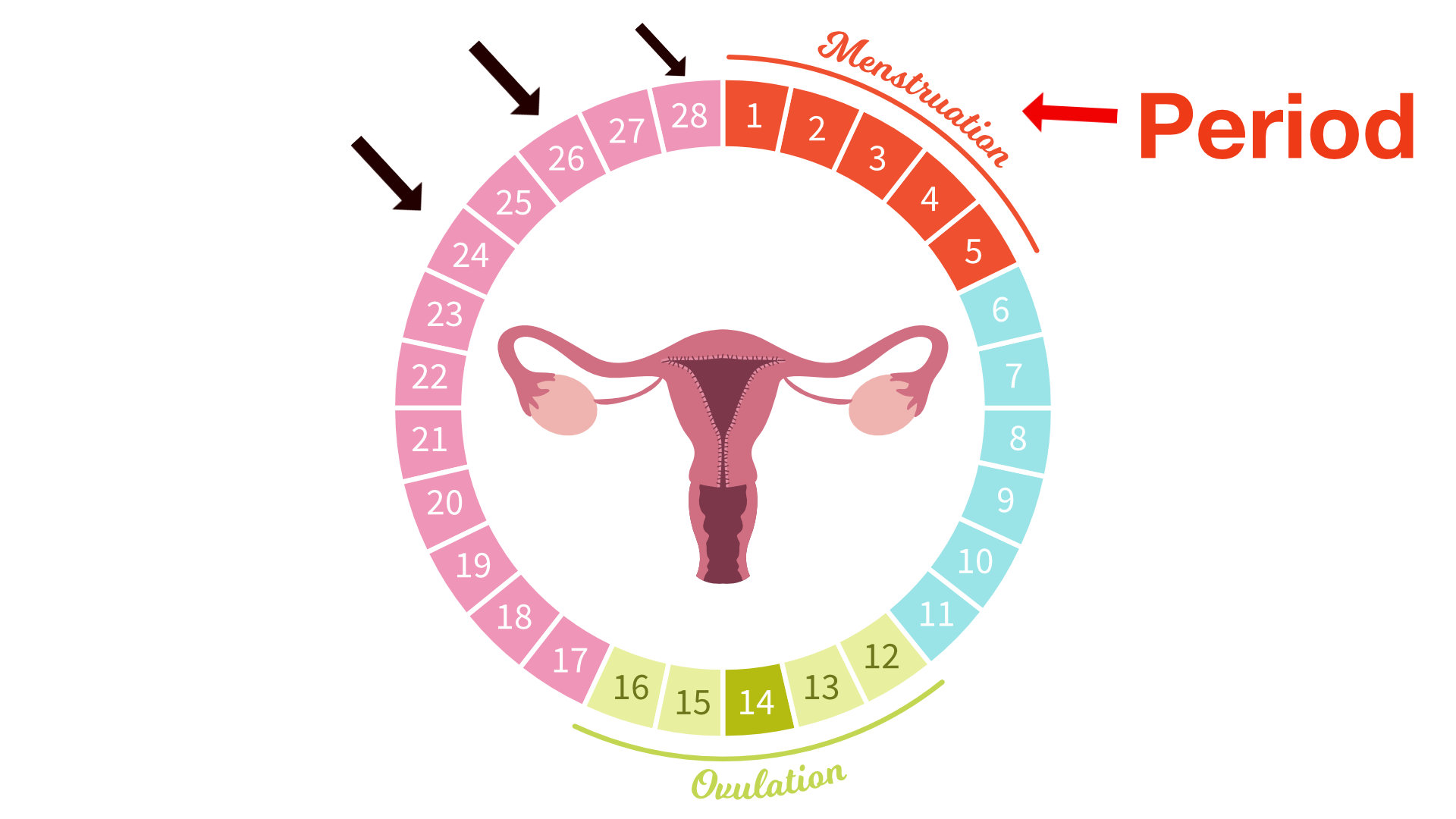 Www period ru. Менструальный цикл. Месячные цикл. Менструальный цикл рисунок. Менструальный цикл картинки.