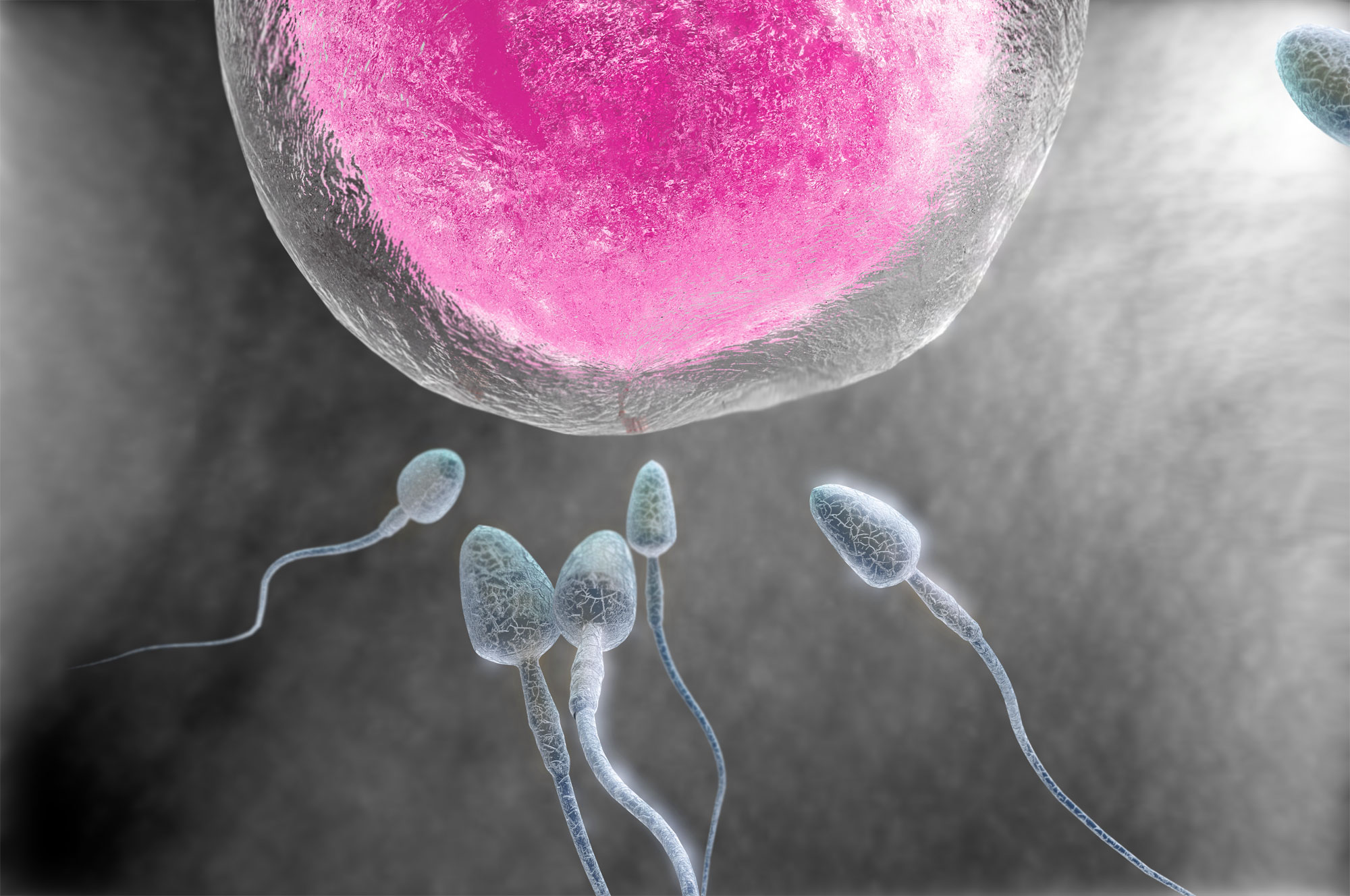 An illustration of a man's sperm about to fertilize a woman's egg